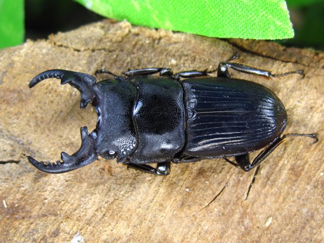 マンディブラリスフタマタクワガタ初物・メタリフェルホソアカ